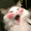 ahegaocat emote for Discord