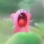 AaAAkirby emote for Discord