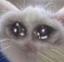 AboutToCry emote for Discord