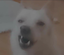 abiwhat emote for Discord