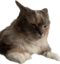 AbbyWhy emote for Discord