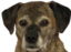 AbbeyStare emote for Discord