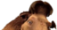 accezmanny emote for Discord