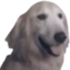 aceDog emote for Discord