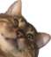 acheneGucci emote for Discord