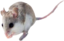 AlabamaBeachMouse emote for Discord