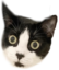 aleee emote for Discord