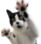 AliHype emote for Discord