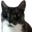 AlfWhat emote for Discord