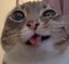 AlanInsaneCat emote for Discord