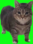 AlanCatstand emote for Discord