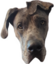 albert emote for Discord