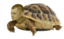 alexturtle emote for Discord