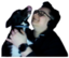 alexmaya emote for Discord