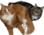 alwayscats emote for Discord