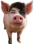 AloisPig emote for Discord