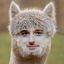 AlesLama emote for Discord