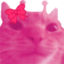 amyWeirdCat emote for Discord