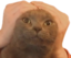 amesosEARPRISON emote for Discord