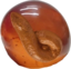 amberturd emote for Discord