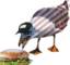 AmericanSteven emote for Discord