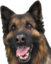 AmberDoggo emote for Discord