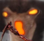 aha66blight emote for Discord