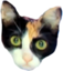 aikoStare emote for Discord