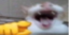 AJJAJA emote for Discord