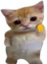 AkuCat emote for Discord