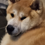 AkitaFat emote for Discord