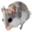AlabamaBeachMouse emote for Discord