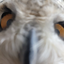 AREYOUANOWL emote for Discord