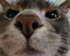AREYOUWATCHING emote for Discord