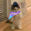 Astracat emote for Discord