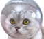 AstroCat emote for Discord