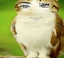 Asaowl emote for Discord