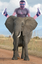 asenElephant emote for Discord