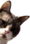 athenaPeek emote for Discord
