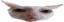 AmateurDUMBASS emote for Discord
