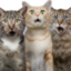 aMeowZing emote for Discord
