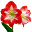 amaryllis emote for Discord