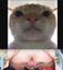 Aoicatnako emote for Discord