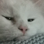apolloPain emote for Discord