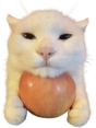 appleCat static emote for Discord, Twitch and Slack