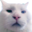 apolApol emote for Discord