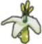 ApocaBloom emote for Discord