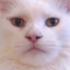 apolloLook emote for Discord
