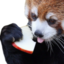 Applepanda emote for Discord