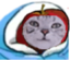 applecatComfy emote for Discord